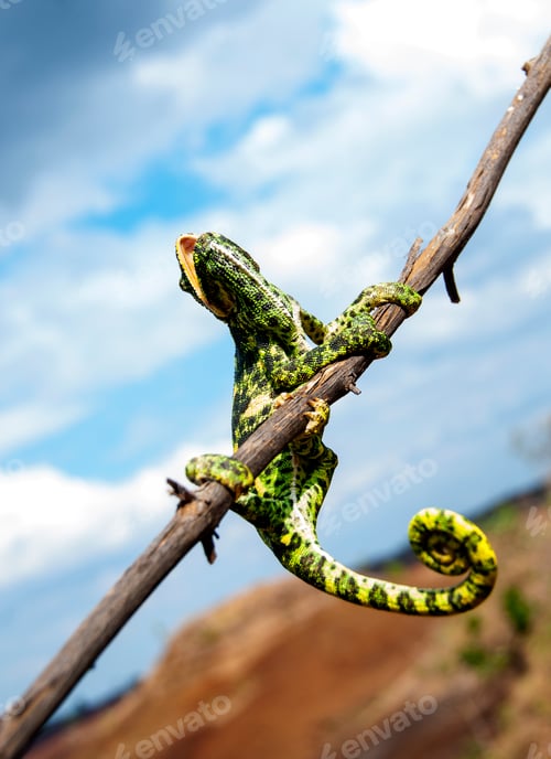 Preview: The Indian Chameleon, Chamaeleo zeylanicus in the forest.