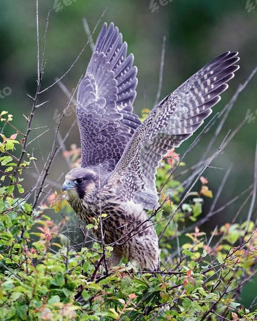 Preview: Peregrine falcon (Falco peregrinus)