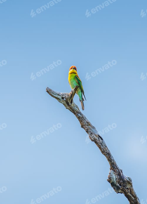Preview: A vibrant Chestnut-headed bee-eater perches elegantly on a bare branch