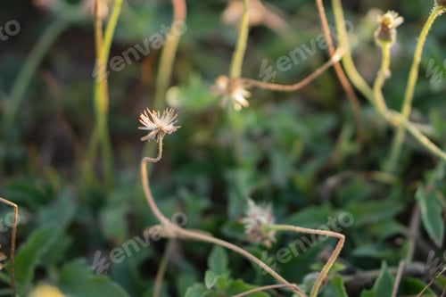 Preview: Delicate Flower Buds in Sunlight