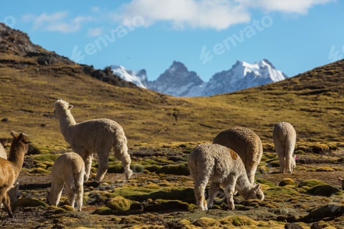 Preview: Alpaca