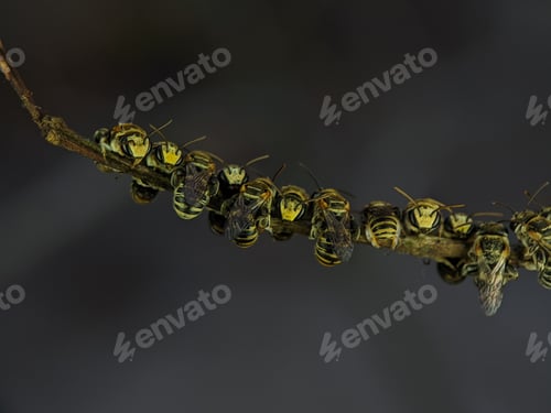 Preview: A group of stingless bees resting on a tree branch.