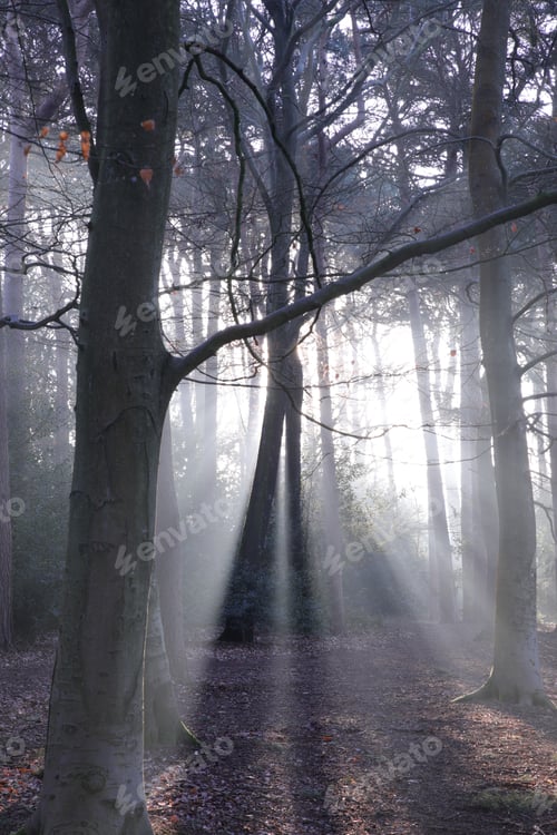 Preview: Sunlight filters through a misty forest canopy