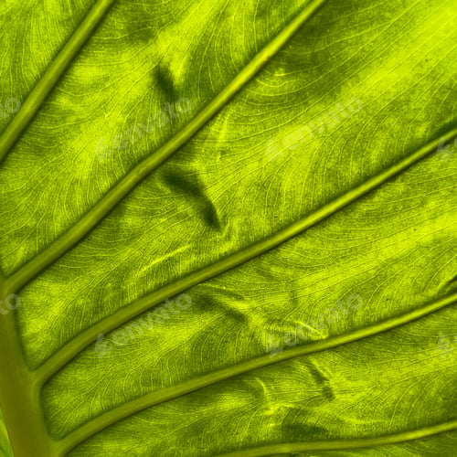 Preview: Closeup of Taro leaf