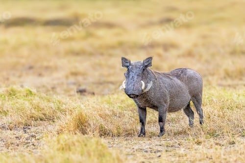 Preview: Warthog in Africa Looking at Camera