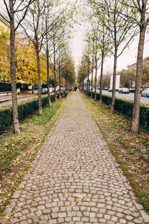 Preview: Autumn alley with granite paving stones and trees