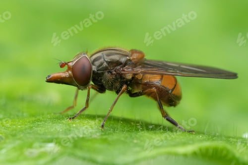 Preview: Closeup on the red colored European Common Sount-fly, Rhingia campestris sitting on a green leaf