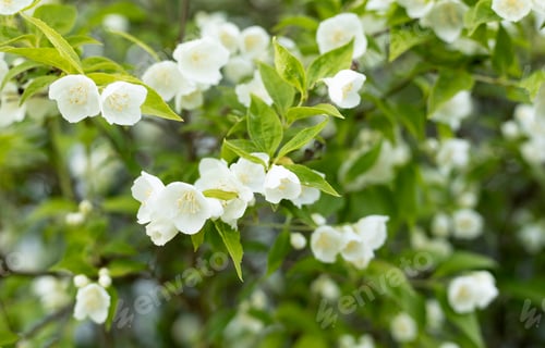 Preview: white jasmine flowers in the garden