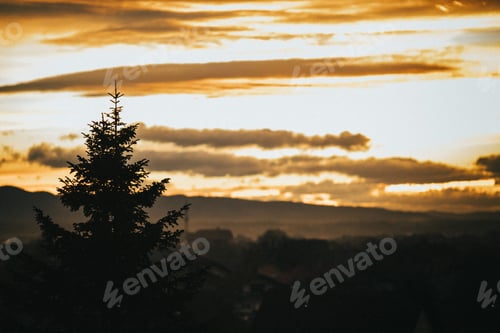 Preview: Beautiful view of a sunset sky with pine tree silhouette in a foreground