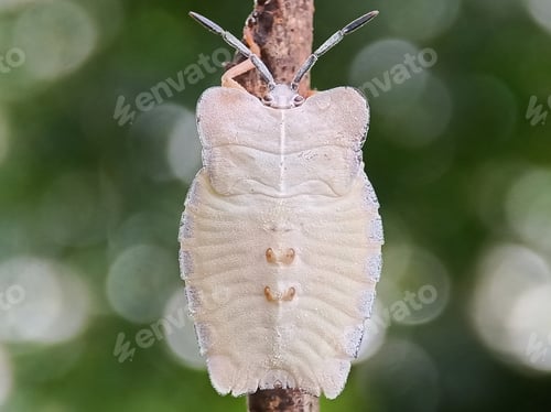 Preview: Insect