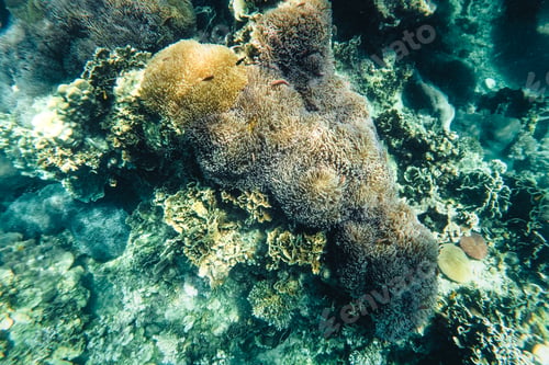 Preview: Under the sea corals and fish
