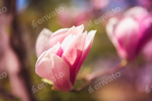 Preview: Bloomy magnolia tree with big pink flowers