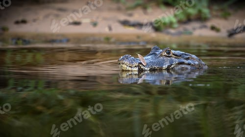 Preview: Closeup photo of the crocodile silently staring at his prey in river in Pantanal, Brasil