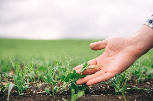 Preview: Farmer is studying the development of vegetable peas.