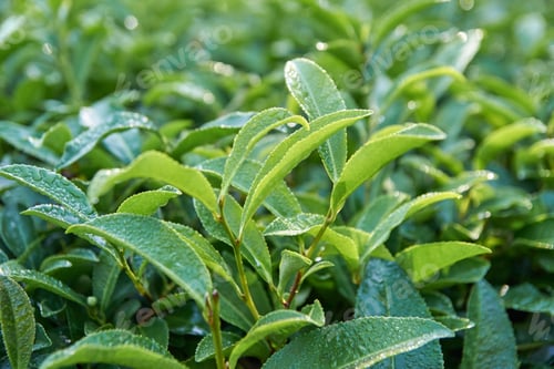 Preview: Close-up of fresh green tea leaves with morning dew in a lush plantation