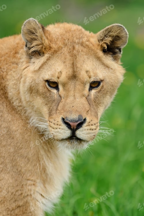 Preview: Lion in green grass