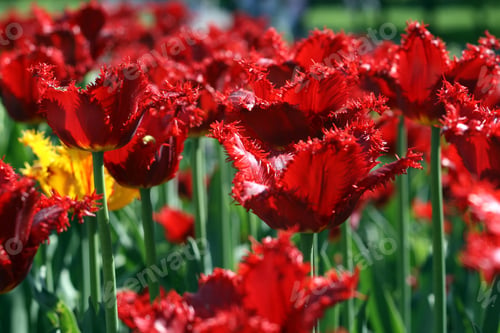 Preview: beautiful tulips background