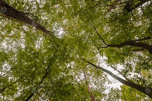 Preview: Looking up