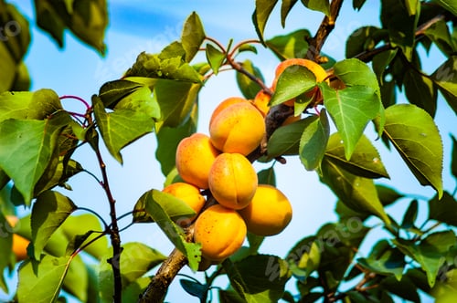 Preview: Fresh, organic, ripe apricots on the branch