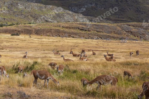 Preview: Guanaco