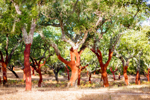 Preview: Cork oak trees in Portugal
