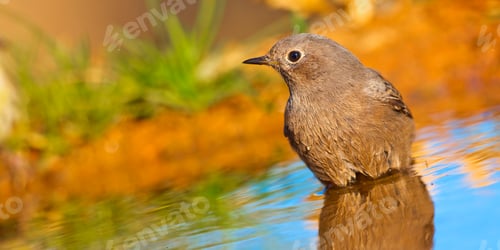 Preview: Female Black Redstart, Mediterranean Forest, Spain