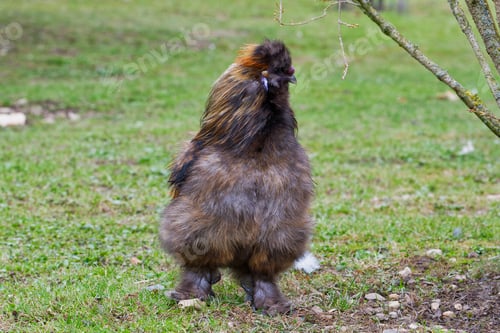 Preview: Chinese silky bantam chicken with blurred background