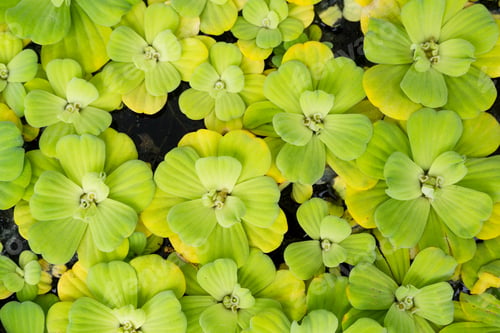Preview: Green duckweed