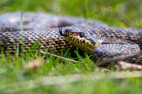 Preview: Close-up of blotched snake or Elaphe sauromates showing its tongue