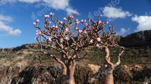 Preview: Unique landscape of flowering trees against dramatic skies in Socotra