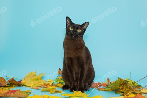 Preview: American Burmese and autumn