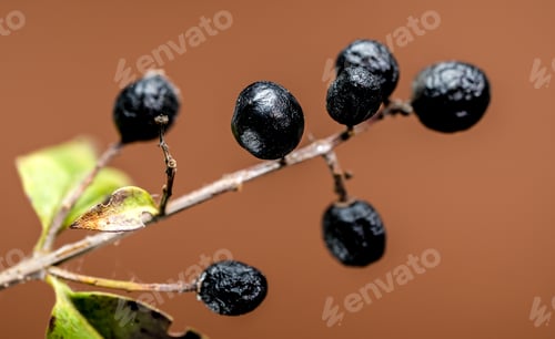 Preview: Black Berries on a Branch on brown background