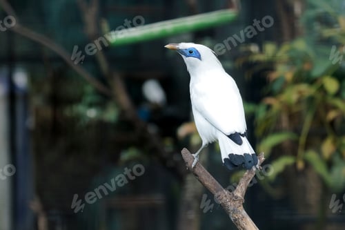 Vorschau: Bali Myna, ein weißer Vogel mit blauen Augen, steht auf einem Ast