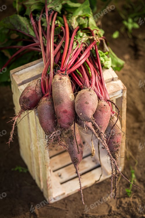 Preview: Beetroot at a greenhouse. Rustic garden in summer afternoon.