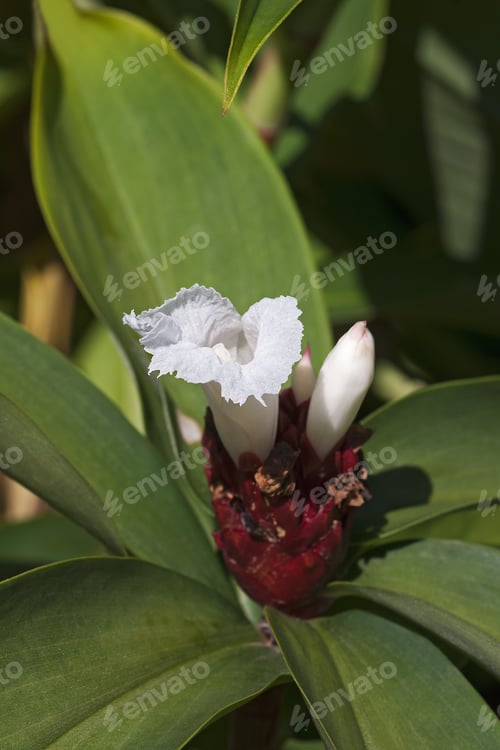Preview: Crepe Ginger (Cheilocostus Speciosus)