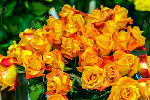 Preview: close-up roses texture natural background in orange tones