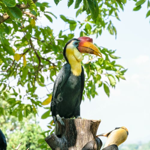 Preview: Sunda Wrinkled Hornbill in Thailand