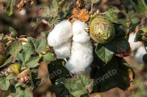 Preview: Cotton field white with ripe cotton ready for harvesting, India