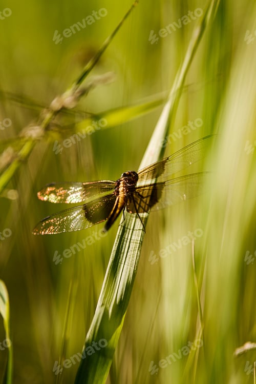 Preview: Canada, Ontario, Dragonfly on blade of grass in field