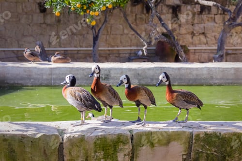 Preview: Group of ducks in beatufull garden with pool