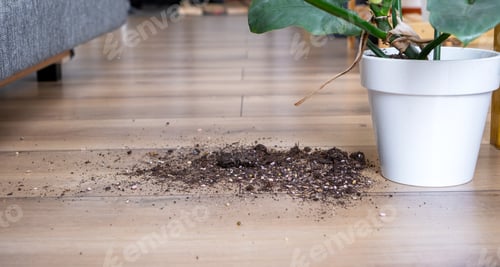 Preview: houseplant fell to the floor and the soil from the pot crumbled, garbage, dirt and mess due to the f