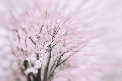 Preview: Pink Cherry Blossoms Bloom in the Springtime