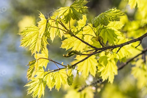 Preview: young green leaves of maple