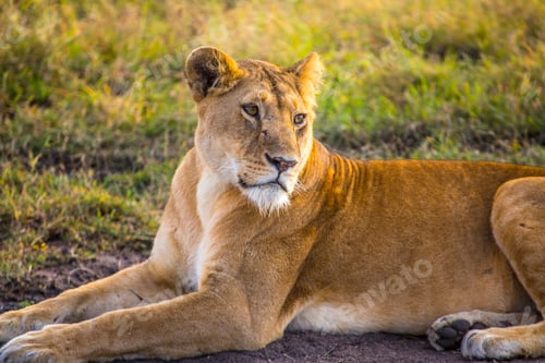 Preview: A young lioness in the Masai Mara. Kenya