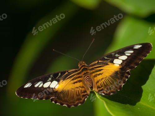 Preview: Butterfly