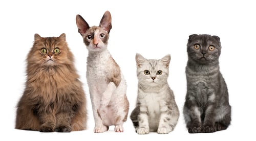 Preview: Group of cats sitting in front of white background