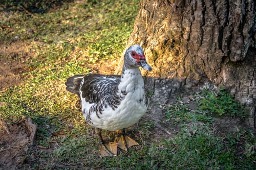 Preview: Muscovy Duck at Lago Negro (Black Lake) - Gramado, Rio Grande do Sul, Brazil