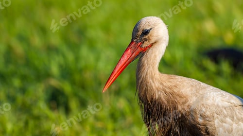 Preview: White Stork