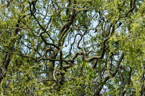 Preview: Corkscrew willow tree curly branches in spring