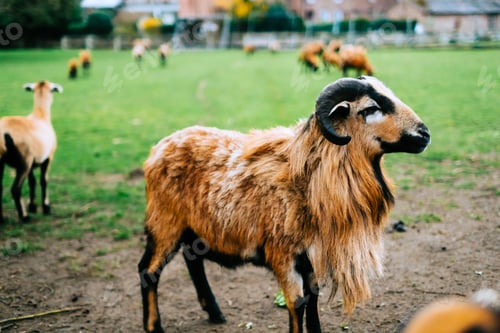 Preview: A herd of goats on a farm. Livestock in the pasture